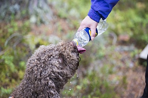 dog owners giving his dog water on a walk