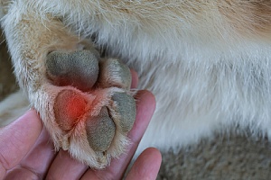 dog with a burn on his paw