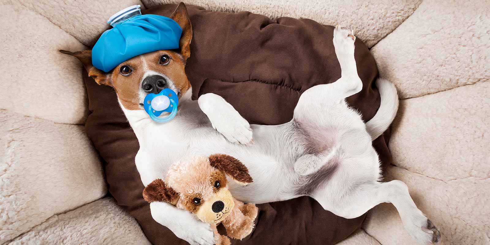 dog with a teddy bear and ice pack on his head laying down