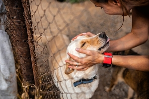 Northern Virginia dog being adopted