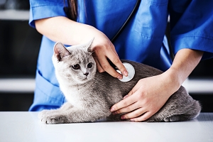 grey cat at vet