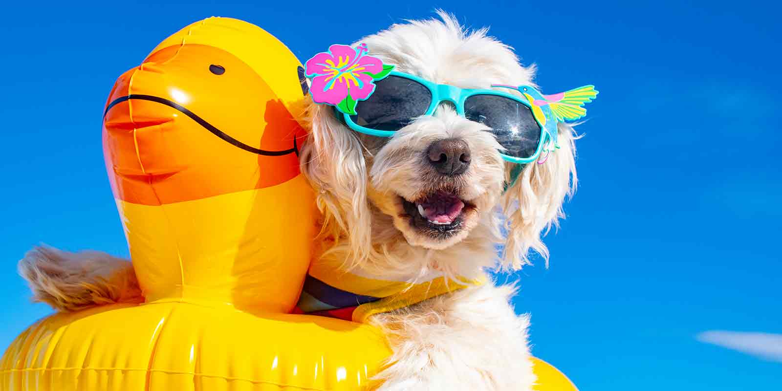 dog in summer knowing mistakes dog owners make