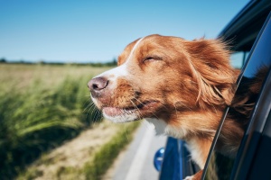 dog with head outside window knowing mistakes dog owners make