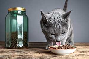 Cat Owners