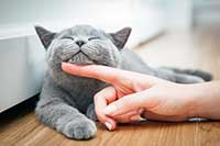 Cat Owners