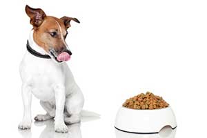 Dog Nutrition