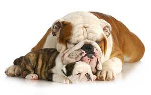 Pet Care