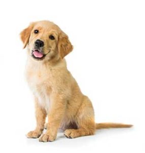 Pet Care