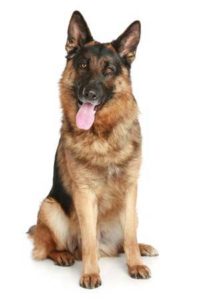Pet Care