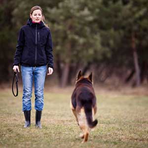 how to discipline a dog while on a walk