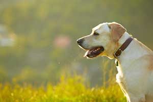 Dog Exercise