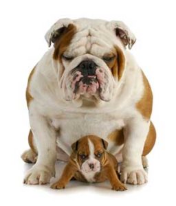 Dog Exercise