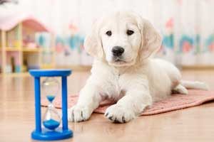 teaching a dog to heel