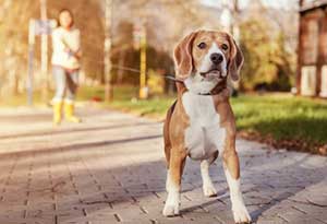 teaching a dog to heel