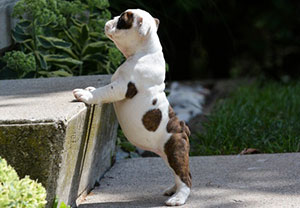 puppy training