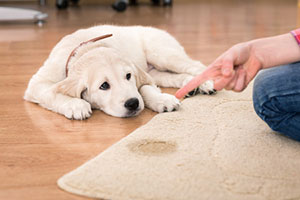 puppy training