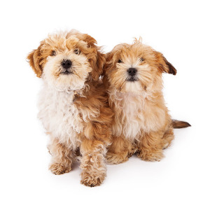 hypoallergenic dog breeds