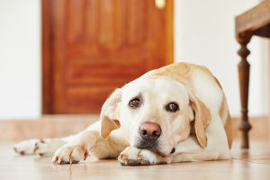 dog training