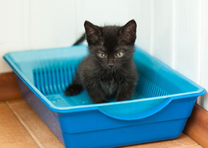 Kitten in litter box