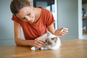 Pet sitter performing Centreville, VA cat sitting services