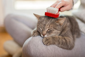 Woman brushing a cat