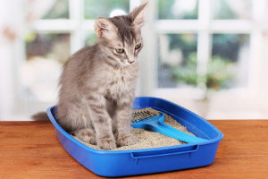 cat provided with a clean litter box