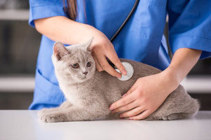 vet using a stethoscope to check up on a cat