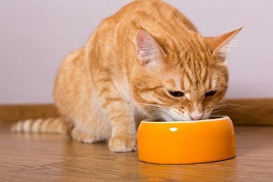 cat given food to eat by a Clifton, VA cat sitter