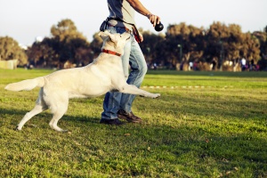 lab running with owner in a dog park