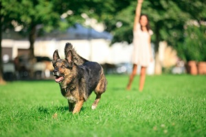 dog running after a ball in a dog park