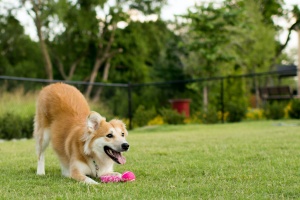 happy dog playing in a dog park