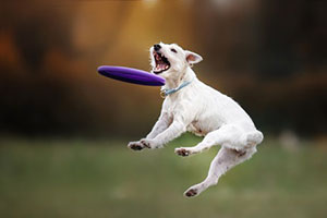 Dog playing in Northern Virginia dog park