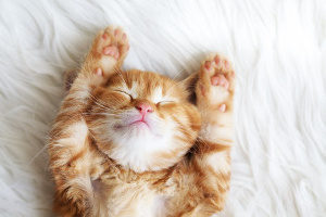 cat that is going to be taken care of by a Northern VA cat sitting service