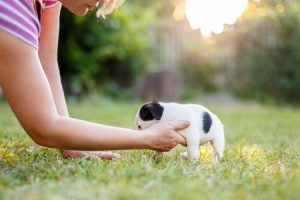 cute and tiny puppy being potty trained in his backyard