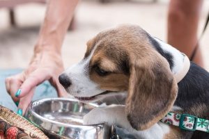 dog drinking water at one of the best dog friendly breweries in Northern Virginia