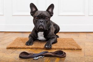 dog that is being trained in dog obedience classes