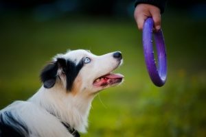 dog obedience classes teaching a dog to play with toys