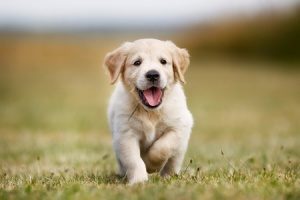 puppy running and learning how to be potty trained