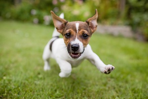 puppy running through a field while learning how to potty train 