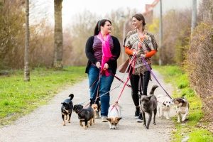 Fairfax, VA dog sitters who are walking multiple dogs on leashes to stop them from barking