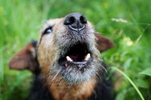 a barking dog whose owner needs to train their dog to stop barking