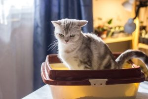 a cat using a litter box provided by one of the best Fairfax, VA cat sitting services