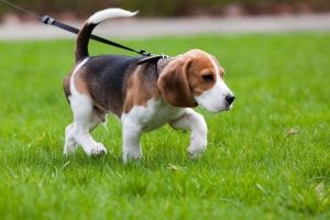 a dog being walked by an employee of a professional dog walking service in Fairfax, VA
