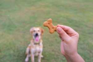 dog owner who read about tips to stop your dog from barking and is holding a treat out for his dog