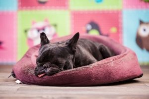 dog slumped in her bed that was provided by her pet sitting service