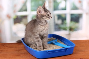 gray cat sitting in one of the top cat litter boxes that is odor-free