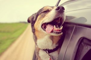 a dog in his family's car on their way to one of the best pet friendly hotels in Northern Virginia