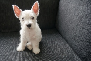 a dog on the couch at a hotel in Northern Virginia that allows guests to bring their pets