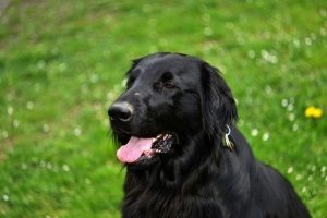 black retriever sitting out in the lawn of a Northern Virginia restaurant that is dog friendly