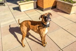 dog standing on the patio of a great dog friendly restaurant in Northern Virginia